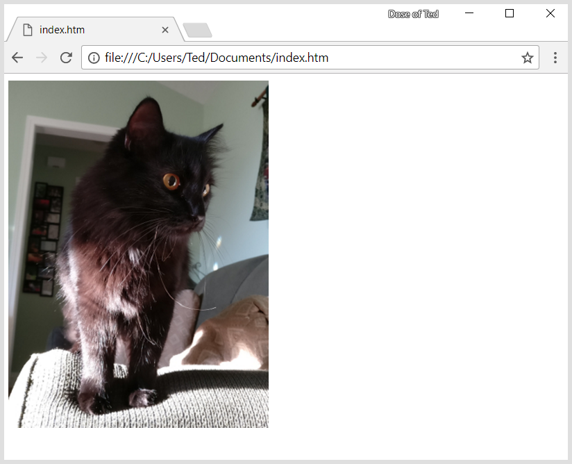 A picture of my cat in the web browser